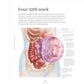 The Day by Day Pregnancy Book